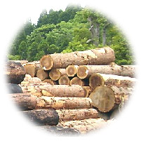 樹種別無添加木材の選び方